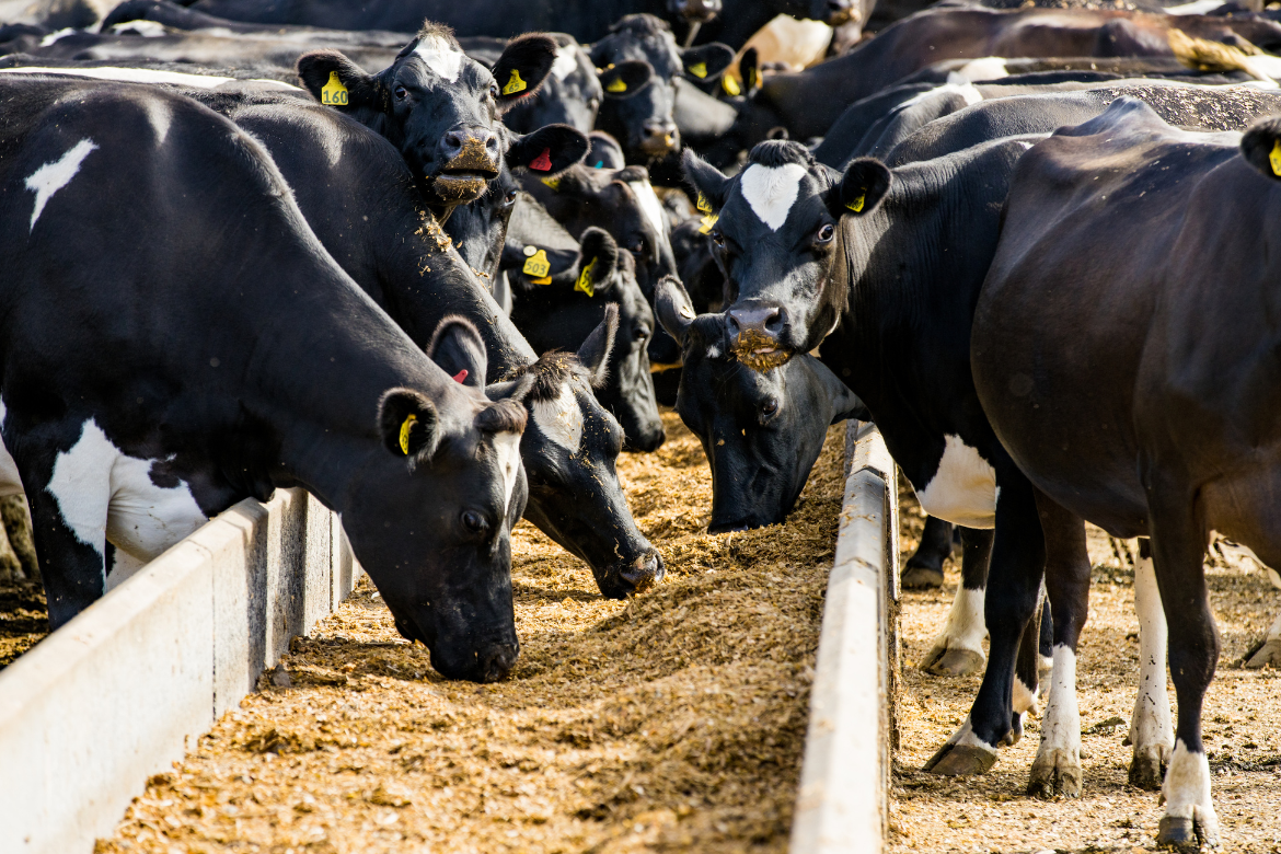 Understanding marginal return from growing maize silage