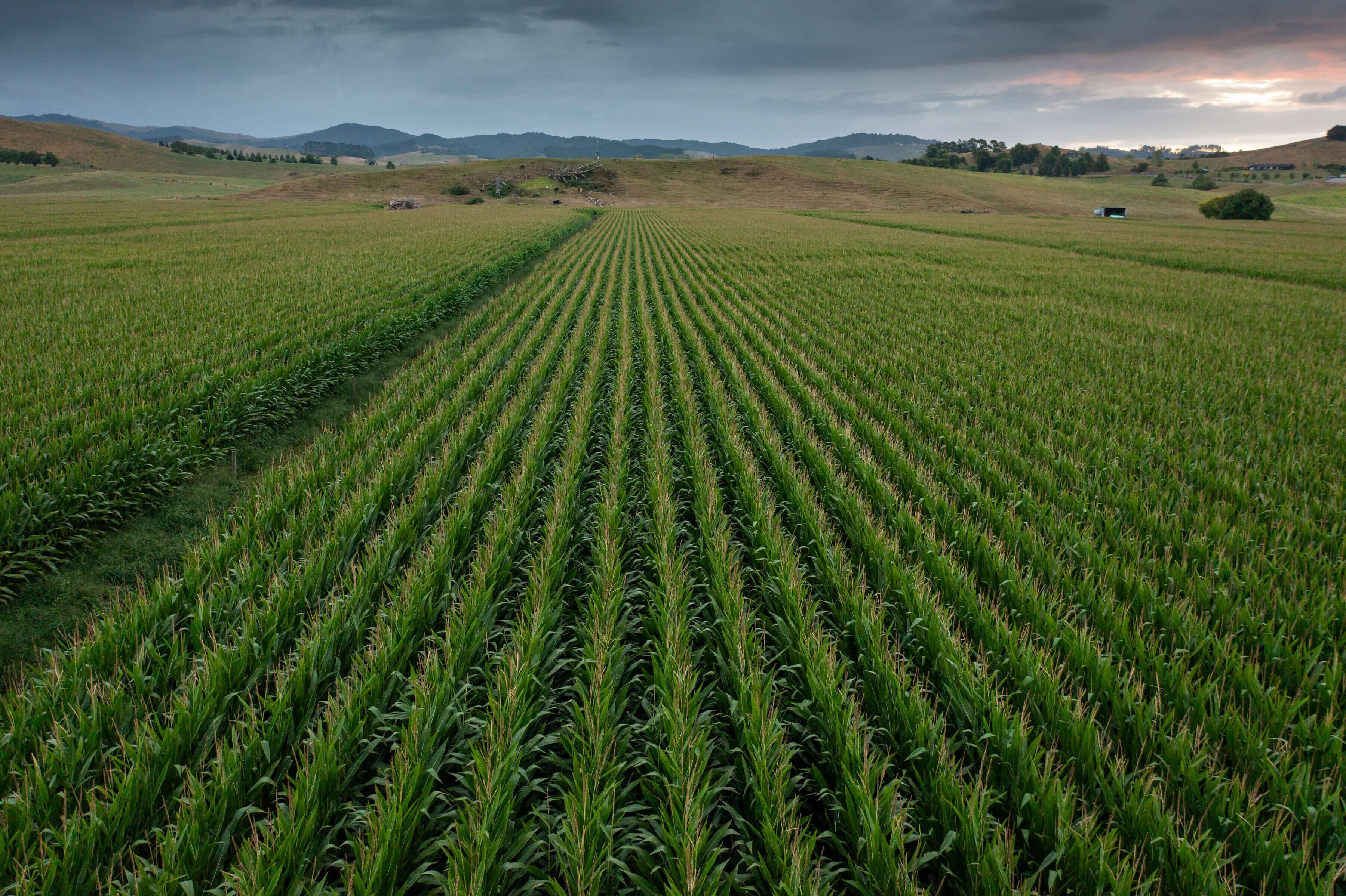 Getting ready for harvest