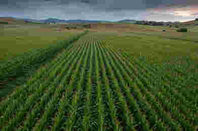 Getting ready for harvest