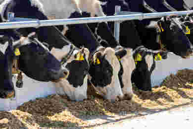 Milking longer with maize silage
