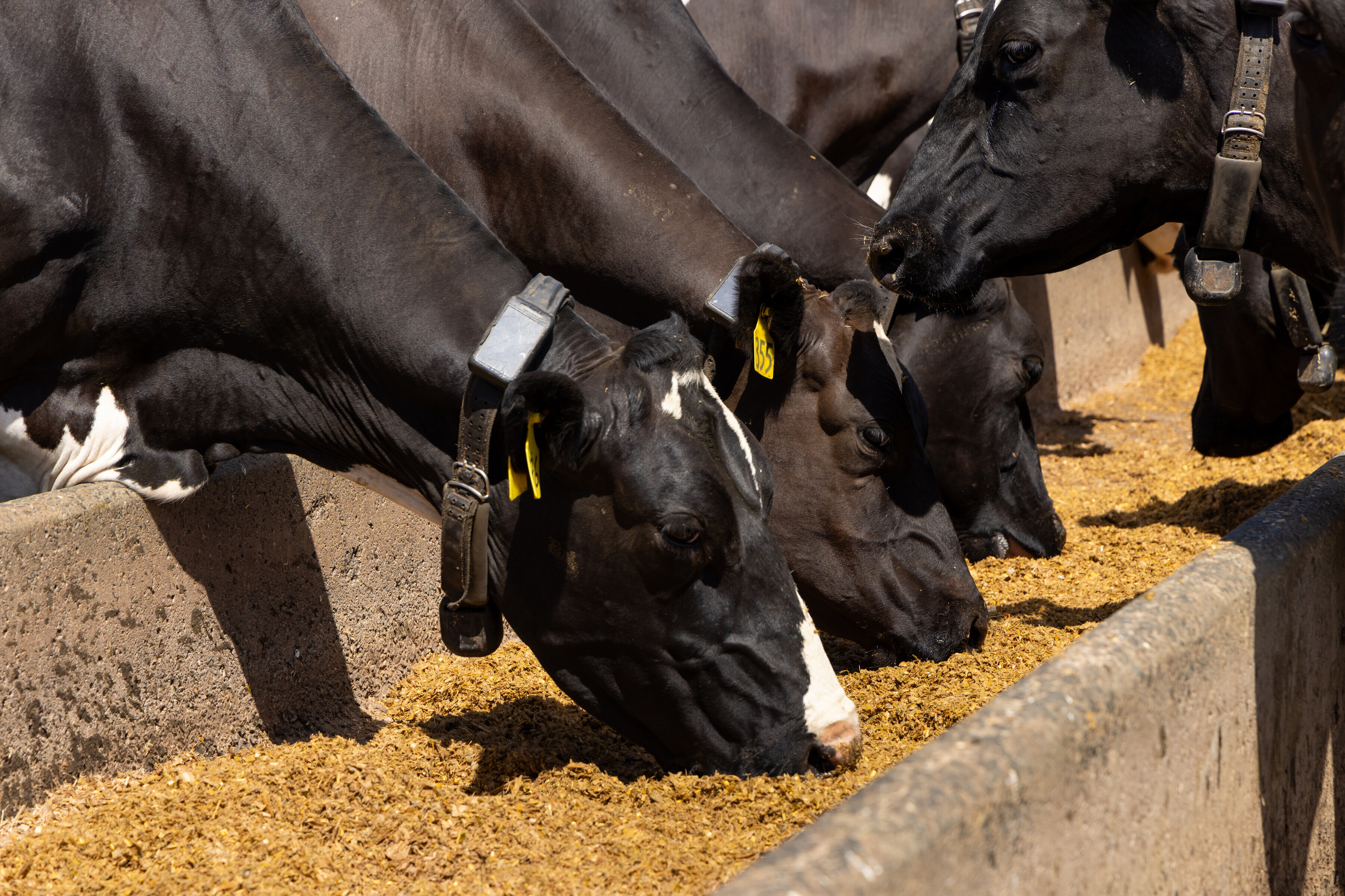 372_Pioneer_Silage_Cows_Feedpad_Stacks_Warren_Coulson_Nic_Verhoek_Waitoa_18Nov2024_3600px.jpg