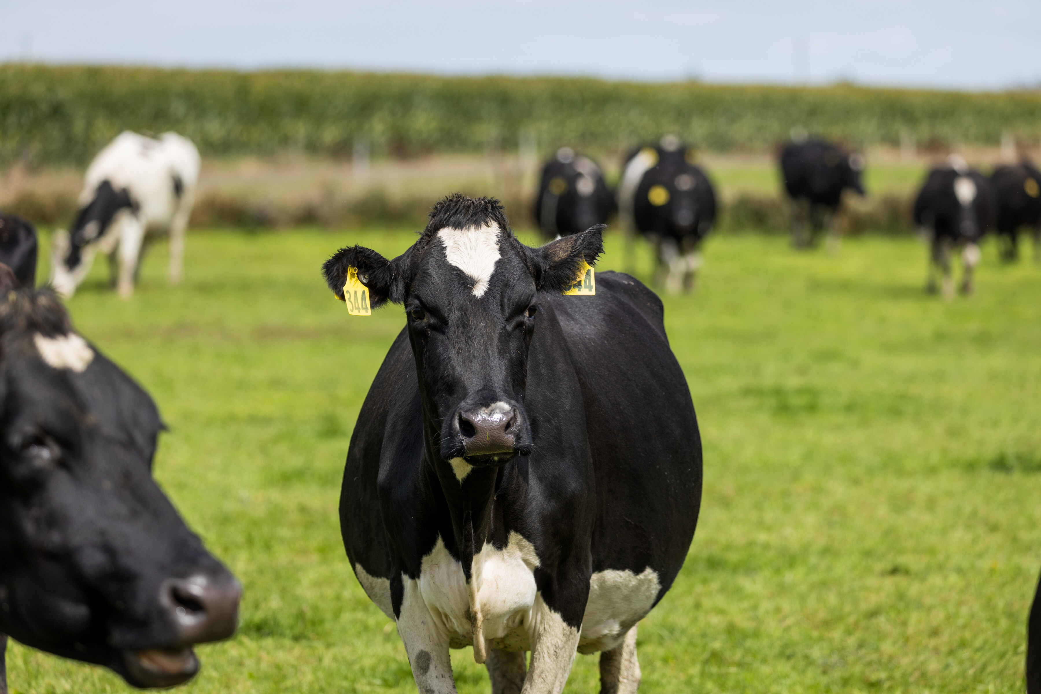 140_Pioneer_Silage_Lyle_Williams_Ashburton_2March2026_3600px.jpg