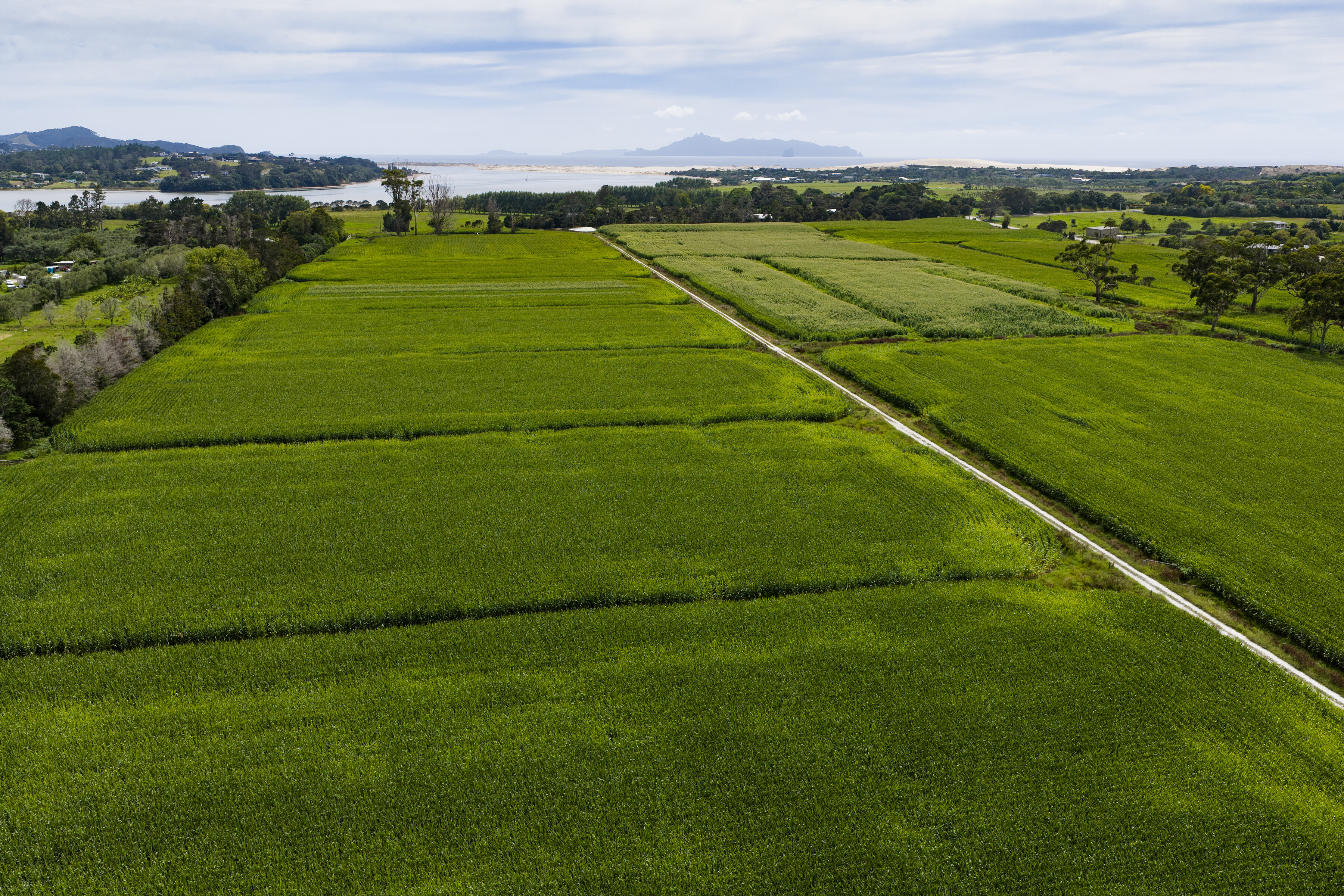 135_Silage_Porteous_Mangawhai_9Feb2026_3600px.jpg
