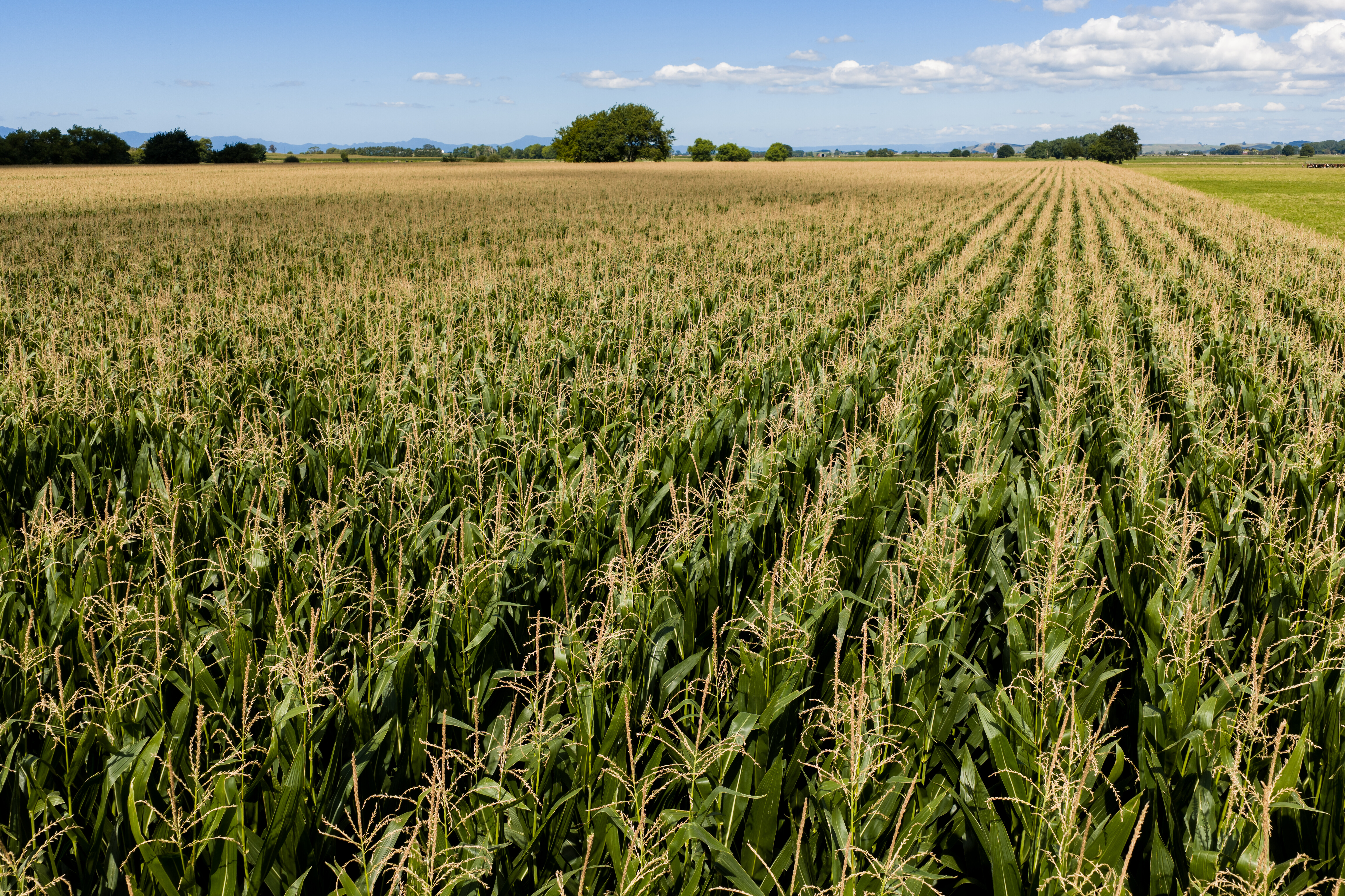 128_Pioneer_Maize_Grain_Stobie_Gordonton_30Jan2026.jpg