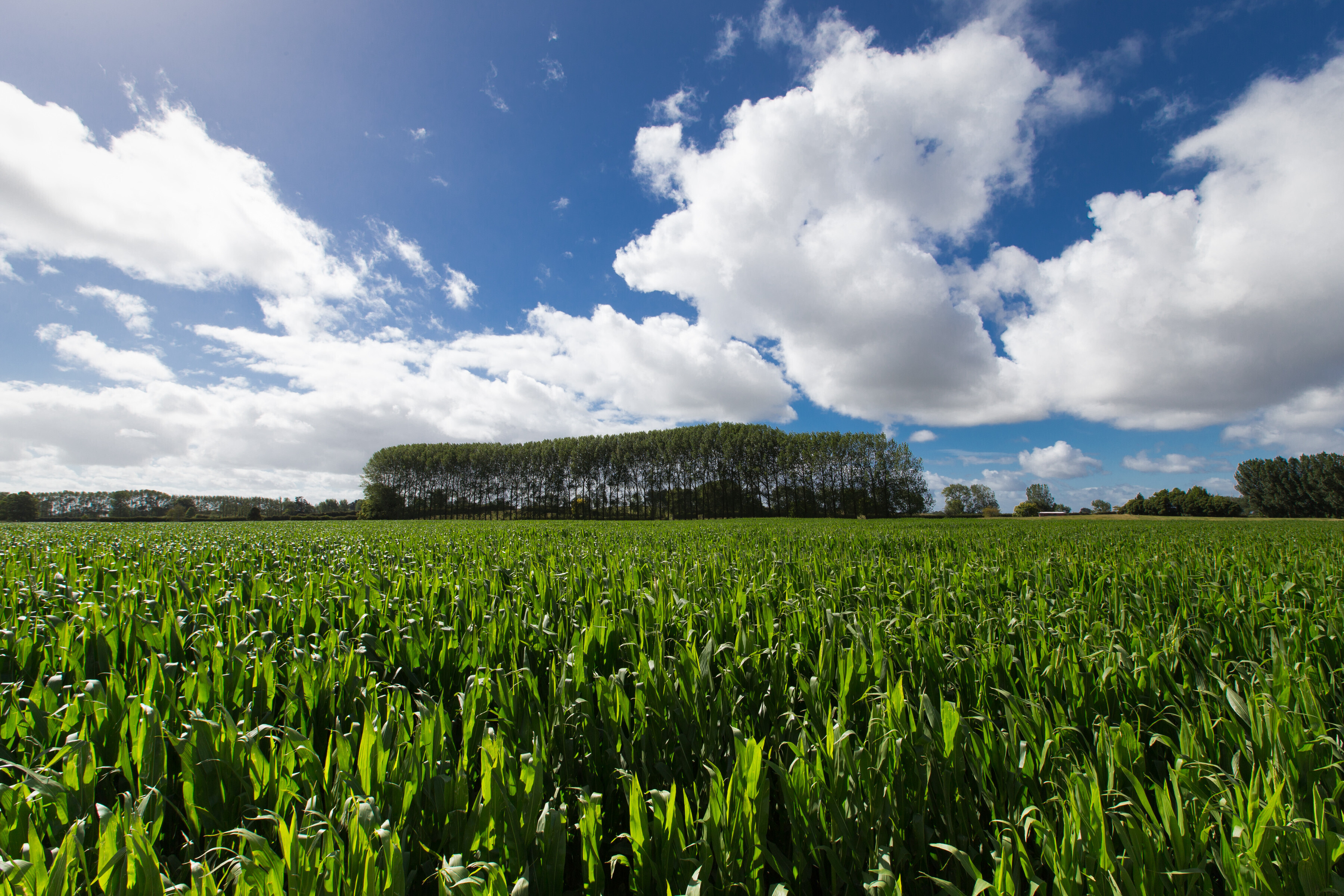 Maize benefits dairy industry image