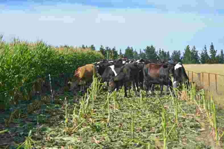 Should I greenfeed my maize crop?