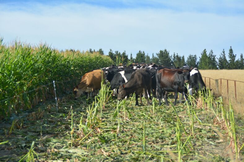 Should I greenfeed my maize crop?