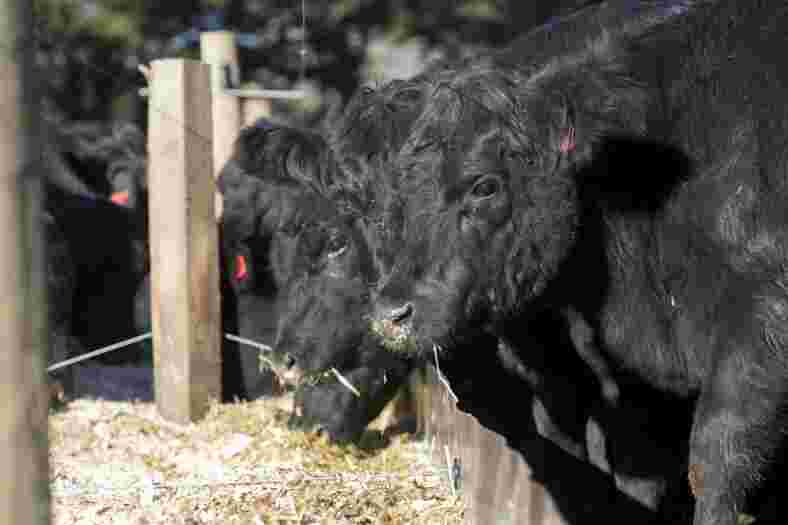 Maize silage - an excellent option for beef