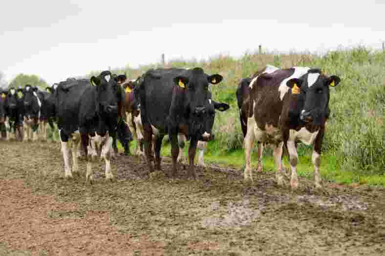 Feeding maize silage in summer