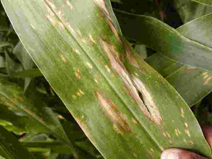 Managing Northern Leaf Blight