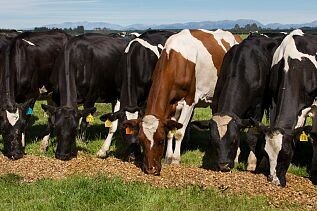 Maize silage ideal  for transitioning cows off beet