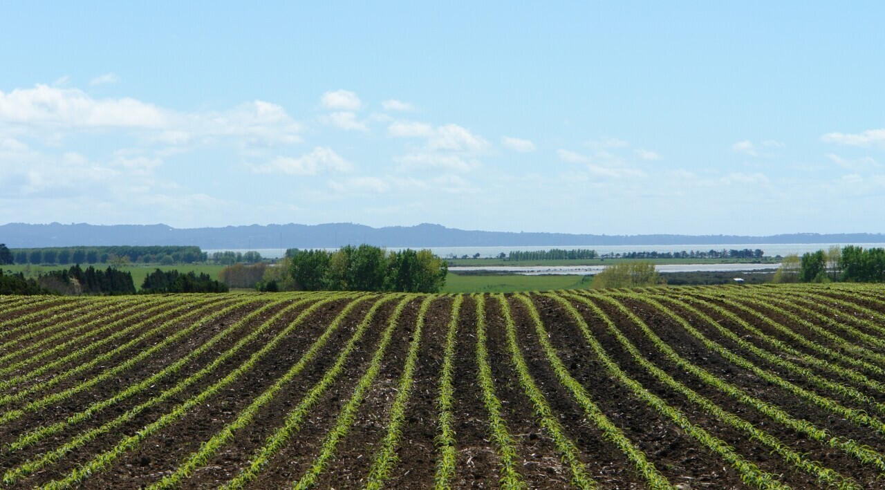 Early crop management