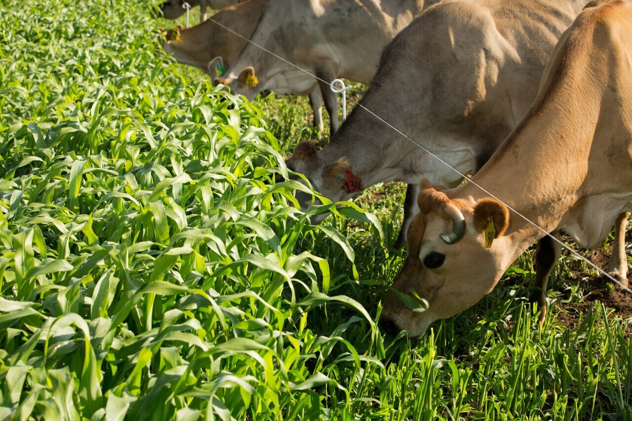 Late planted summer feed options