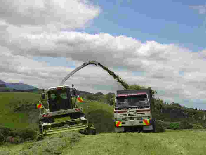 High-quality pasture silage close in feed value to original pasture