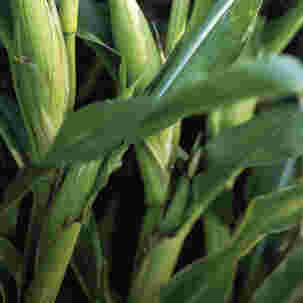 Maize for Silage