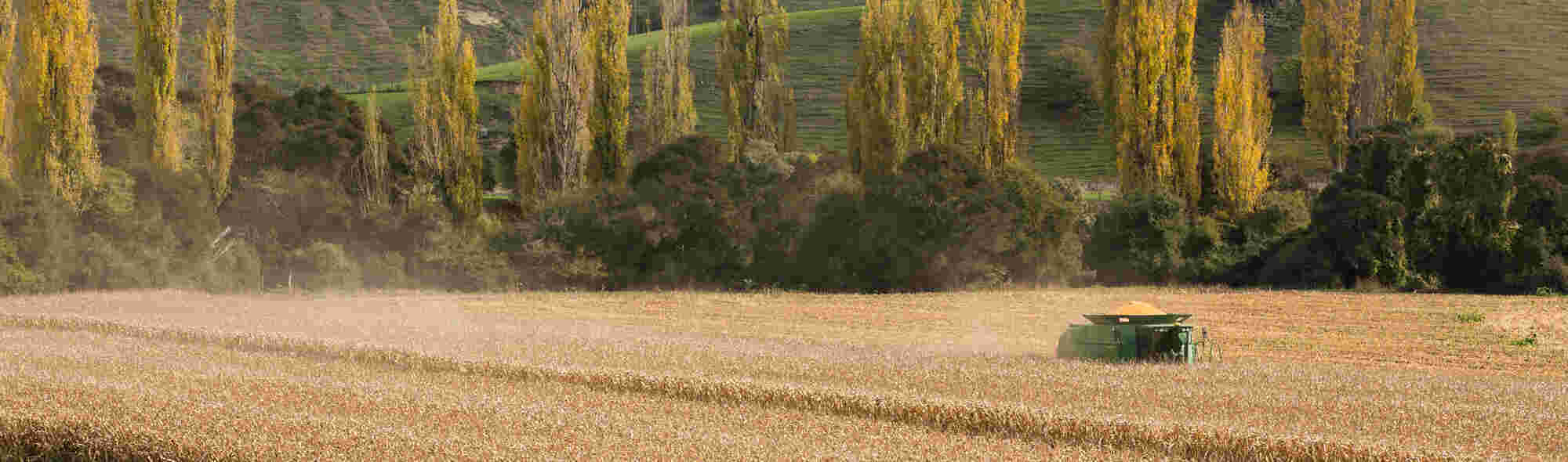 Maize For Grain Economics Pioneer